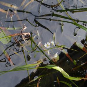  - Sagittaria graminea Michx. [1803]