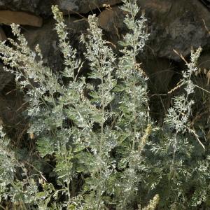 Photographie n°2334460 du taxon Artemisia absinthium L. [1753]