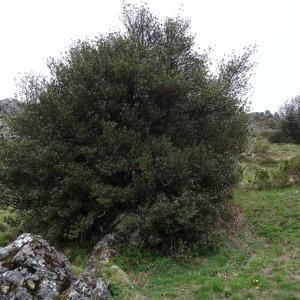 Photographie n°2334463 du taxon Ilex aquifolium L. [1753]