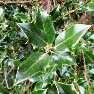 Photographie n°2334464 du taxon Ilex aquifolium L. [1753]