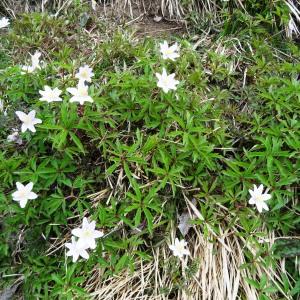 Photographie n°2334467 du taxon Anemone nemorosa L. [1753]