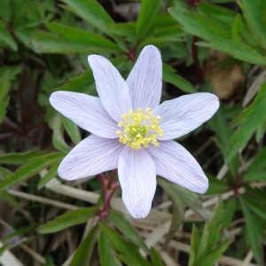 Photographie n°2334469 du taxon Anemone nemorosa L. [1753]