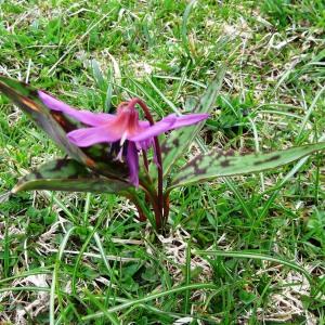 Photographie n°2334474 du taxon Erythronium dens-canis L.