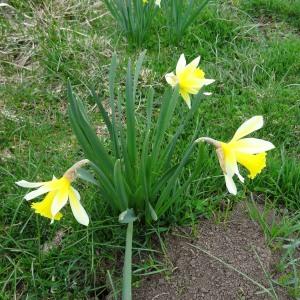 Photographie n°2334476 du taxon Narcissus bicolor L. [1762]