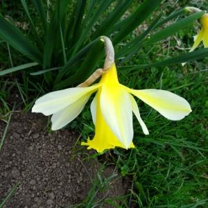 Photographie n°2334477 du taxon Narcissus bicolor L. [1762]