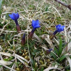 Photographie n°2334483 du taxon Gentiana verna subsp. verna 