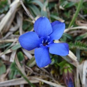  - Gentiana verna subsp. verna 