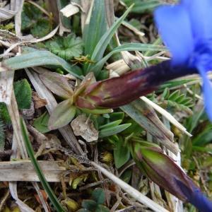 Photographie n°2334486 du taxon Gentiana verna subsp. verna 