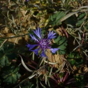  - Cyanus segetum Hill