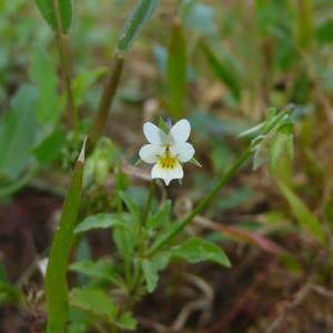 Photographie n°2334552 du taxon Viola arvensis Murray