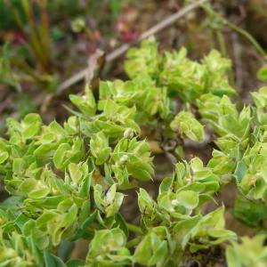 Photographie n°2334557 du taxon Euphorbia falcata subsp. falcata