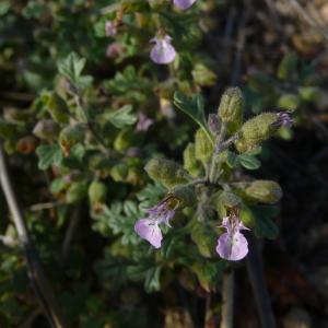 Photographie n°2334568 du taxon Teucrium botrys L. [1753]