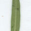  Liliane Roubaudi - Gomphocarpus fruticosus (L.) R.Br. [1809]