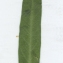  Liliane Roubaudi - Gomphocarpus fruticosus (L.) R.Br. [1809]