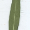  Liliane Roubaudi - Gomphocarpus fruticosus (L.) R.Br. [1809]