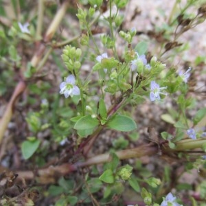 Photographie n°2334610 du taxon Veronica anagalloides Guss.