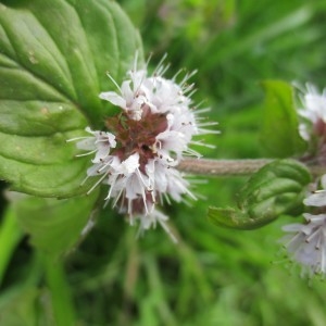 Photographie n°2334615 du taxon Mentha aquatica L.