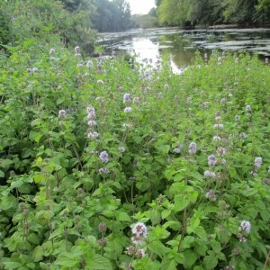 Photographie n°2334616 du taxon Mentha aquatica L.