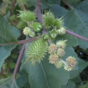 Photographie n°2334626 du taxon Xanthium orientale subsp. italicum (Moretti) Greuter