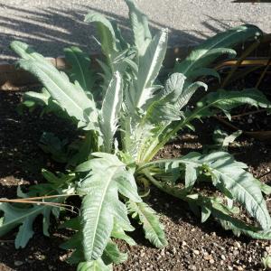 Photographie n°2334656 du taxon Cynara cardunculus L. [1753]