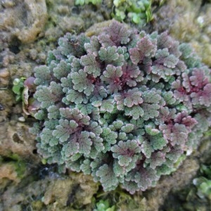 Photographie n°2334672 du taxon Azolla filiculoides Lam.