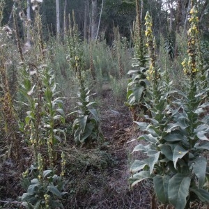  - Verbascum densiflorum Bertol.