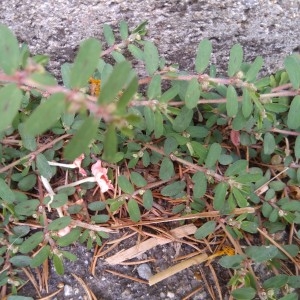 Photographie n°2334676 du taxon Euphorbia maculata L.