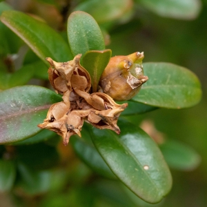 Photographie n°2334728 du taxon Buxus sempervirens L. [1753]