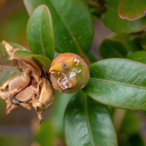 Photographie n°2334729 du taxon Buxus sempervirens L. [1753]