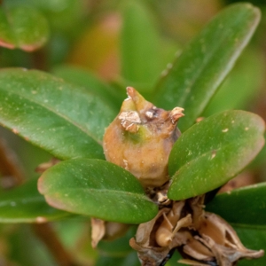 Photographie n°2334730 du taxon Buxus sempervirens L. [1753]