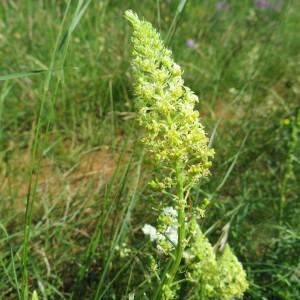 Photographie n°2334737 du taxon Reseda lutea subsp. lutea