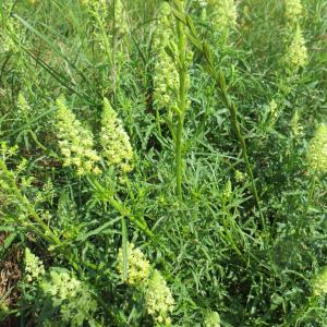 Photographie n°2334738 du taxon Reseda lutea subsp. lutea