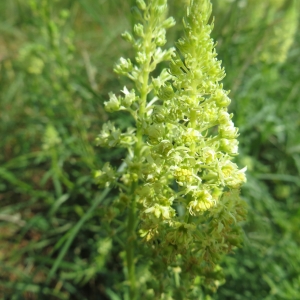 Photographie n°2334739 du taxon Reseda lutea subsp. lutea