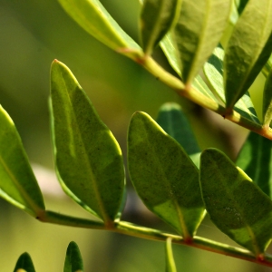 Photographie n°2334746 du taxon Pistacia lentiscus L.