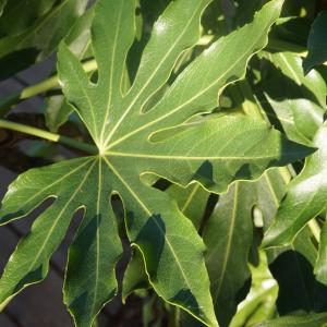  - Fatsia japonica (Thunb.) Decne. & Planch. [1854]