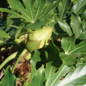  - Fatsia japonica (Thunb.) Decne. & Planch. [1854]