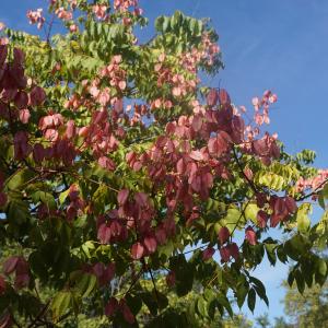 Photographie n°2334789 du taxon Koelreuteria paniculata Laxm. [1772]