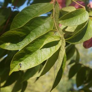 Photographie n°2334790 du taxon Koelreuteria paniculata Laxm. [1772]