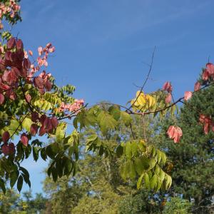 Photographie n°2334791 du taxon Koelreuteria paniculata Laxm. [1772]