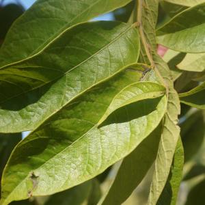 Photographie n°2334792 du taxon Koelreuteria paniculata Laxm. [1772]