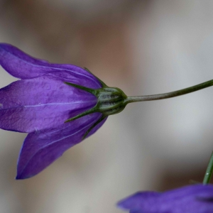 Photographie n°2334830 du taxon Campanula rapunculus L. [1753]