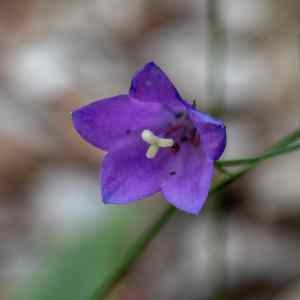 Photographie n°2334832 du taxon Campanula rapunculus L. [1753]