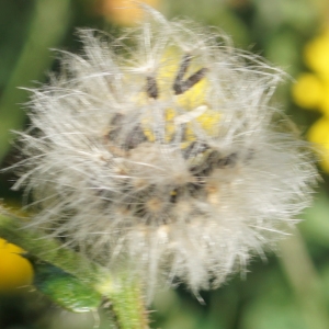 Photographie n°2334851 du taxon Picris hieracioides L. [1753]