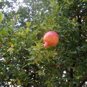 Photographie n°2334893 du taxon Punica granatum L.