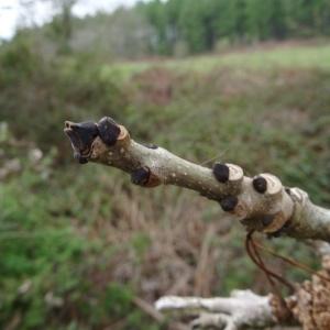 Photographie n°2334956 du taxon Fraxinus excelsior L. [1753]