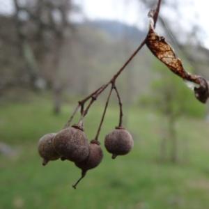 Photographie n°2334980 du taxon Tilia cordata Mill. [1768]