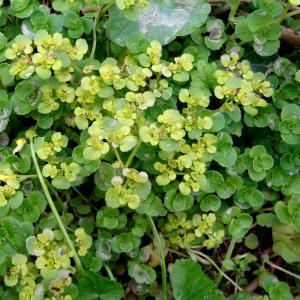 Photographie n°2335038 du taxon Chrysosplenium oppositifolium L. [1753]