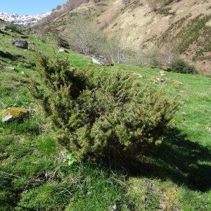 Photographie n°2335048 du taxon Juniperus communis L. [1753]