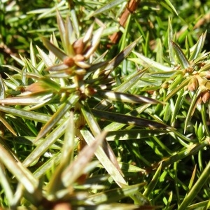 Photographie n°2335049 du taxon Juniperus communis L. [1753]