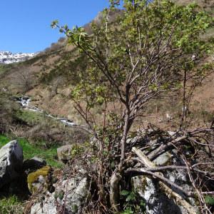 Photographie n°2335051 du taxon Sambucus racemosa L. [1753]